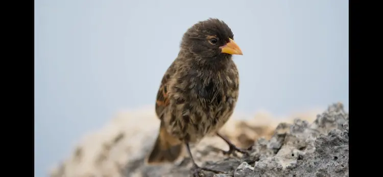 Vampire ground finch (Geospiza septentrionalis) as shown in A Perfect Planet - Volcano
